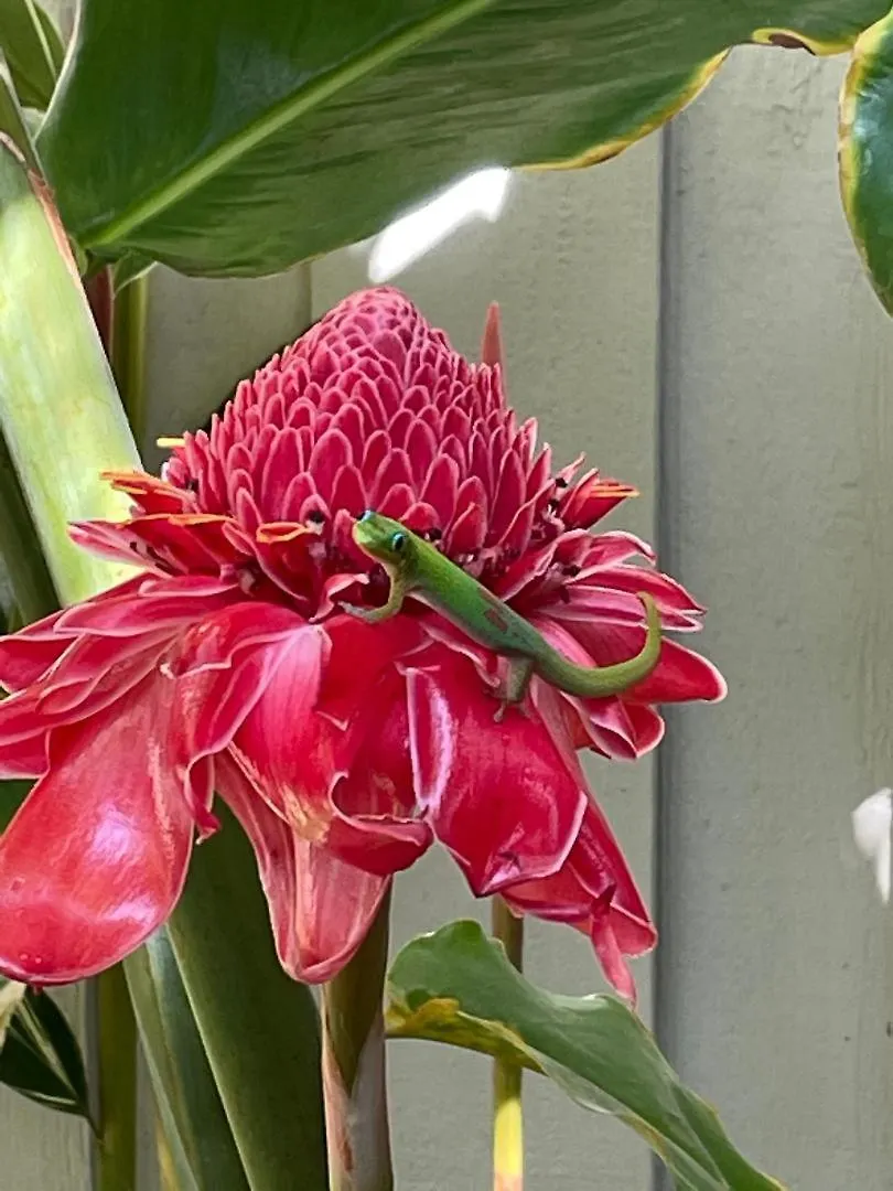 Holiday home Hale Kamaole 223 Villa Wailea